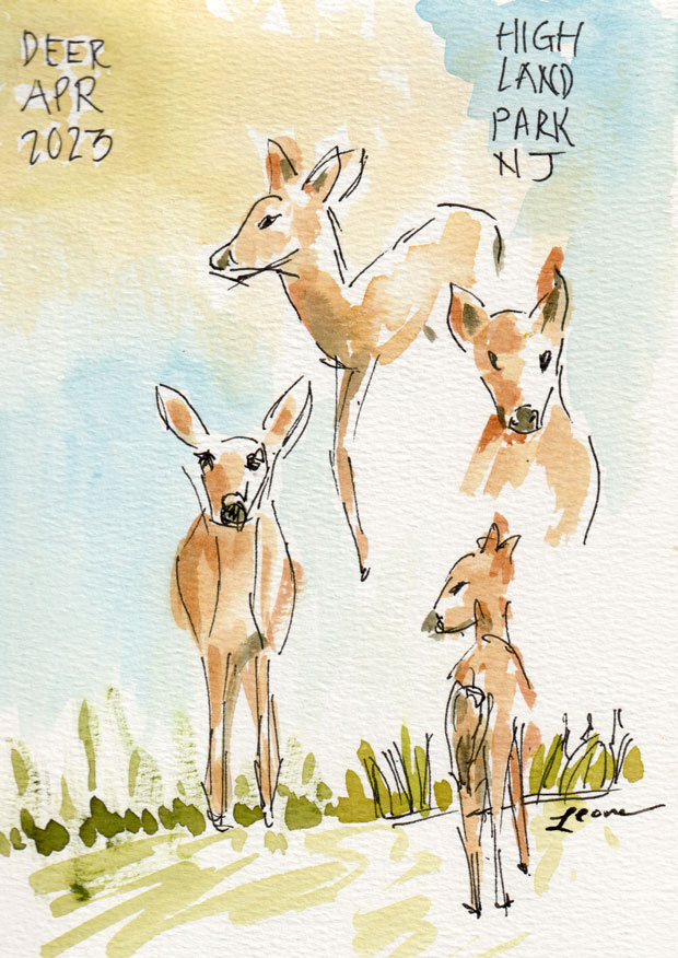 deer in Highland Park, New Jersey