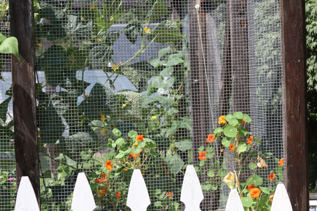 cucumber plants in a cage with nasturtium growing out by a white picket fence