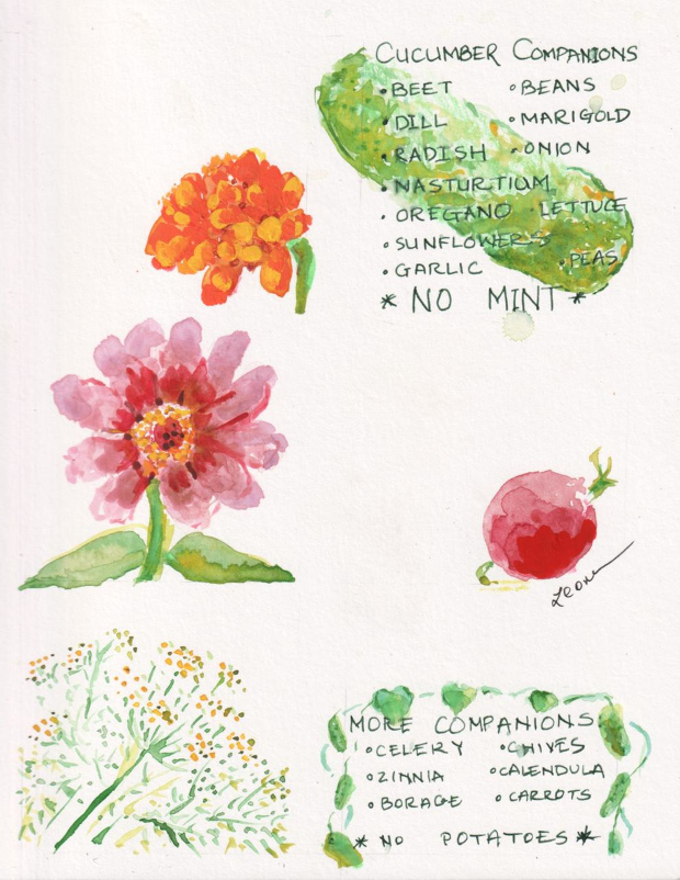 cucumber companions:  marigold, zinnia, radish, dill and more with watercolor and gouache