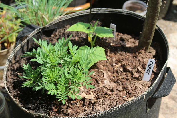 marigold and cucumber in a cloth bag with celery seeds
