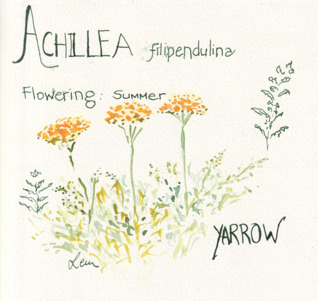achillea filipendulina aka yellow yarrow flowering: summer