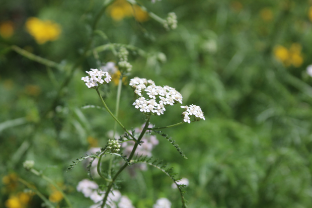 photo of white yarrow with coreopsis in background