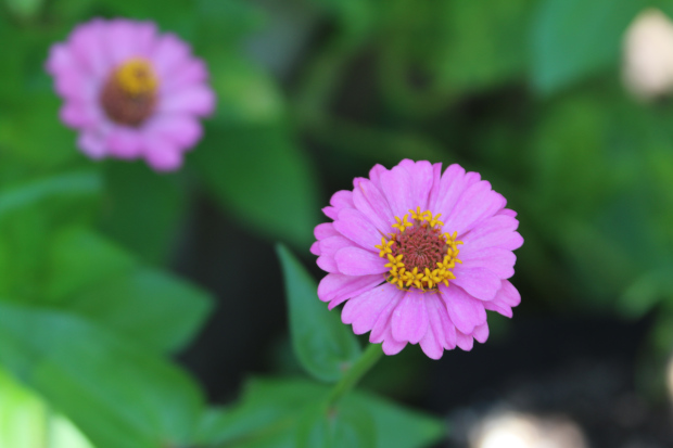 magenta zinnia