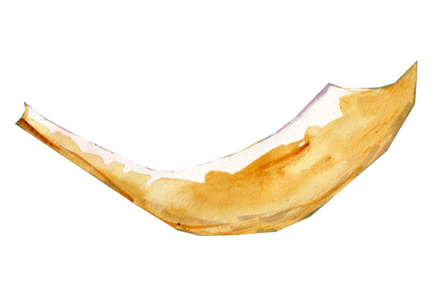 shofar, watercolor