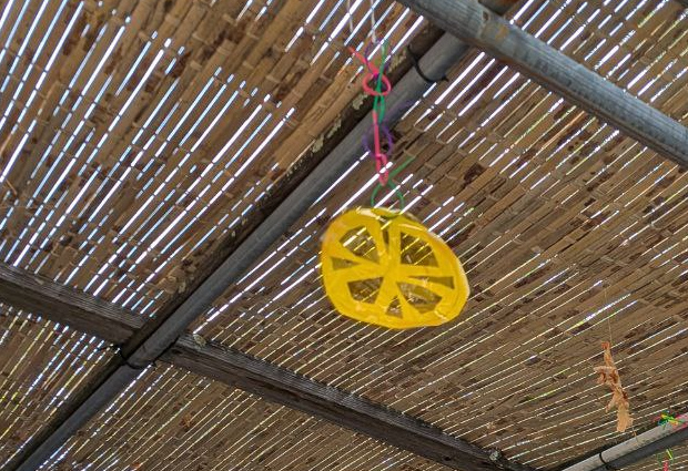 yellow citron etrog sun catcher hanging in a sukkah