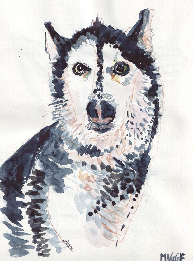 husky dog, watercolor