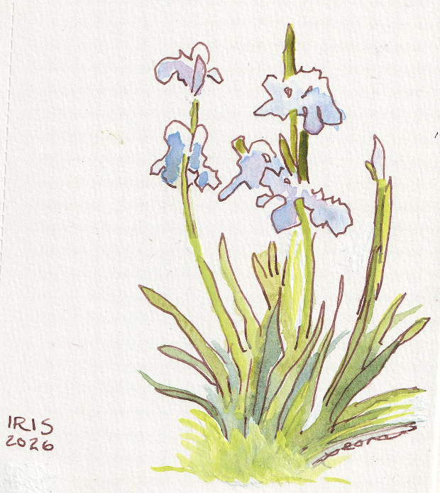 Iris. Ink and watercolor.