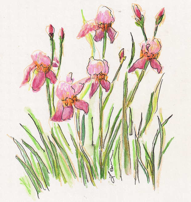 Iris, pink, burgundy, and honey-colored. Colored pencil.